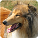 Dog Sounds for Dog Apk