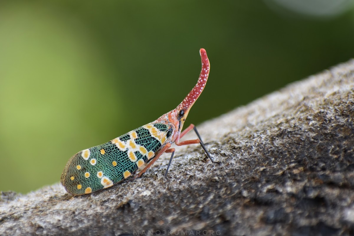 Lanternfly