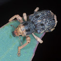 Weevil