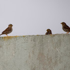 Savannah Sparrows