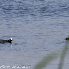 Coot; Focha Común