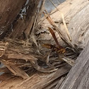 Paper Wasp