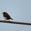 White-rumped Munia