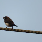 White-rumped Munia