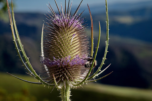 Dipsacus fullonum