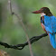 WHITE THROATED KINGFISHER