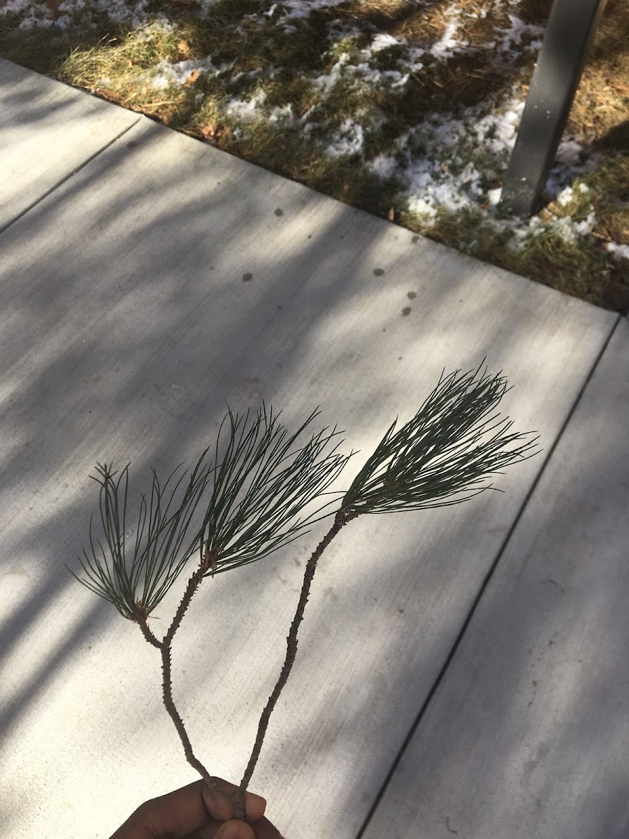 White Pine