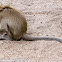 Long-tailed Macaque