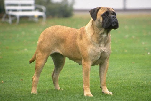 Bullmastiff Live Wallpaper