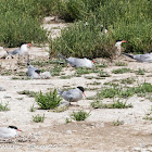 Common Tern; Charrán Común