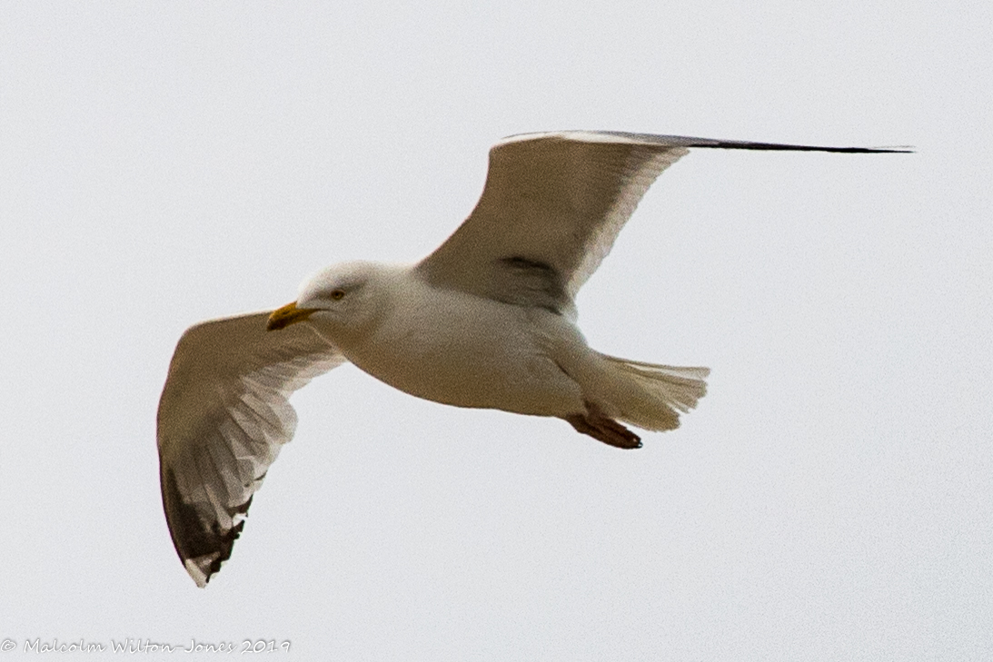 Herring Gull