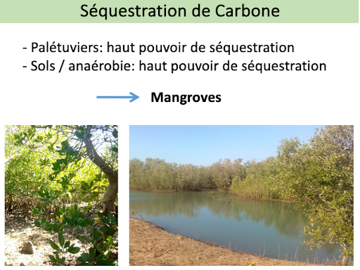 L'ecosystème mangrove, par Roger et Mbola