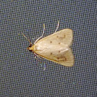 achyra moth