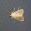 achyra moth