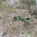 Eastern Prickly Pear