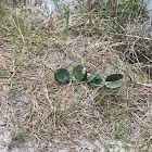 Eastern Prickly Pear