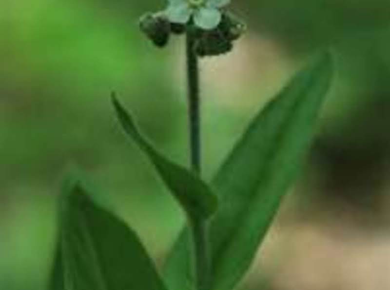 Comfrey Healing Salve For Skin