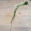 Sphagnum recurvum