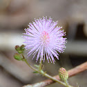 Sensitive Plant/Touch me not