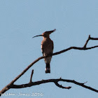 Hoopoe; Abubilla