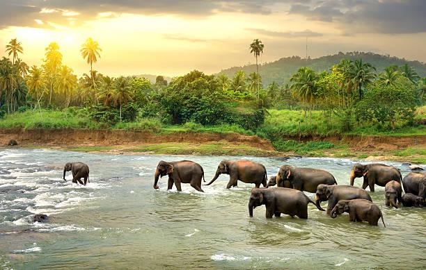 Elephants In River Stock Photo - Download Image Now - Sri Lanka, Animal,  Elephant - iStock