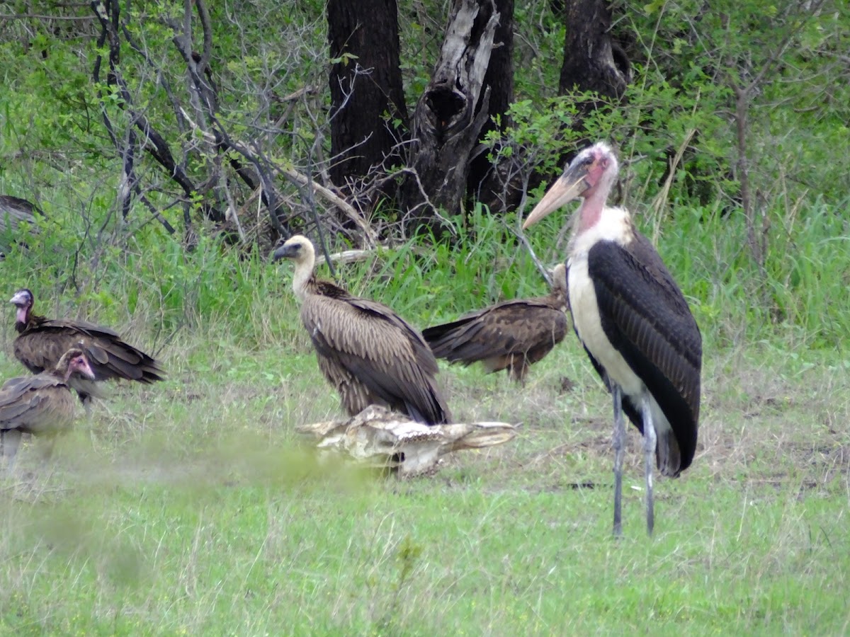 Maribou stork