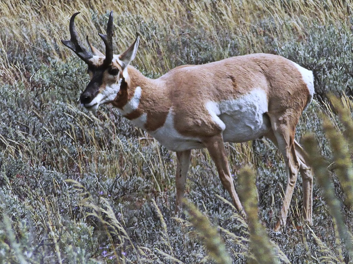 Pronghorn