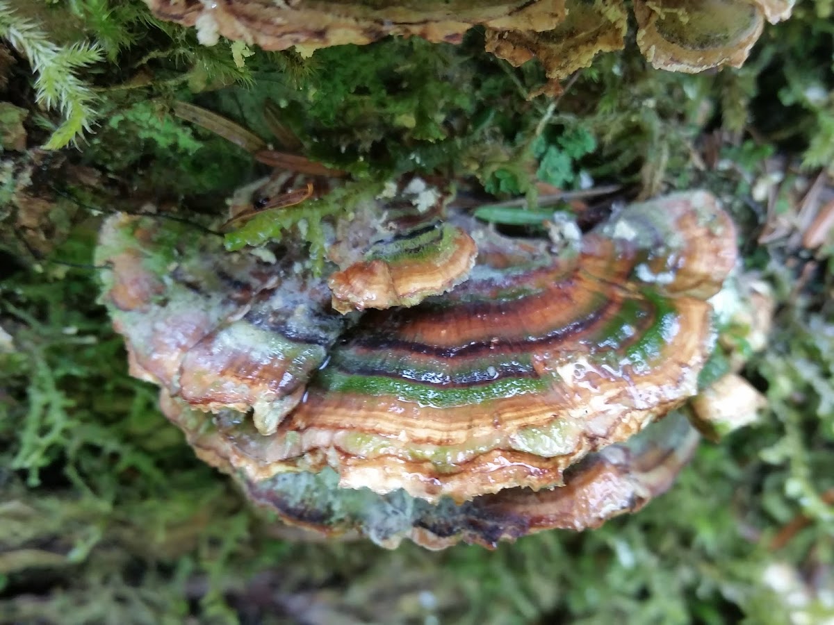 Turkey tail fungus