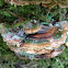 Turkey tail fungus