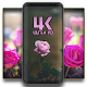 Download Pink Roses Wallpapers Ultra HD For PC Windows and Mac 3.0