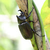 Brown rhinoceros beetle