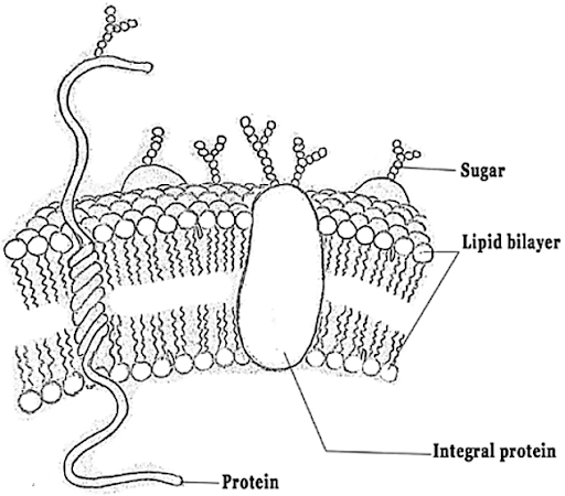 Solution Image