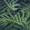 Item logo image for Plants Galore