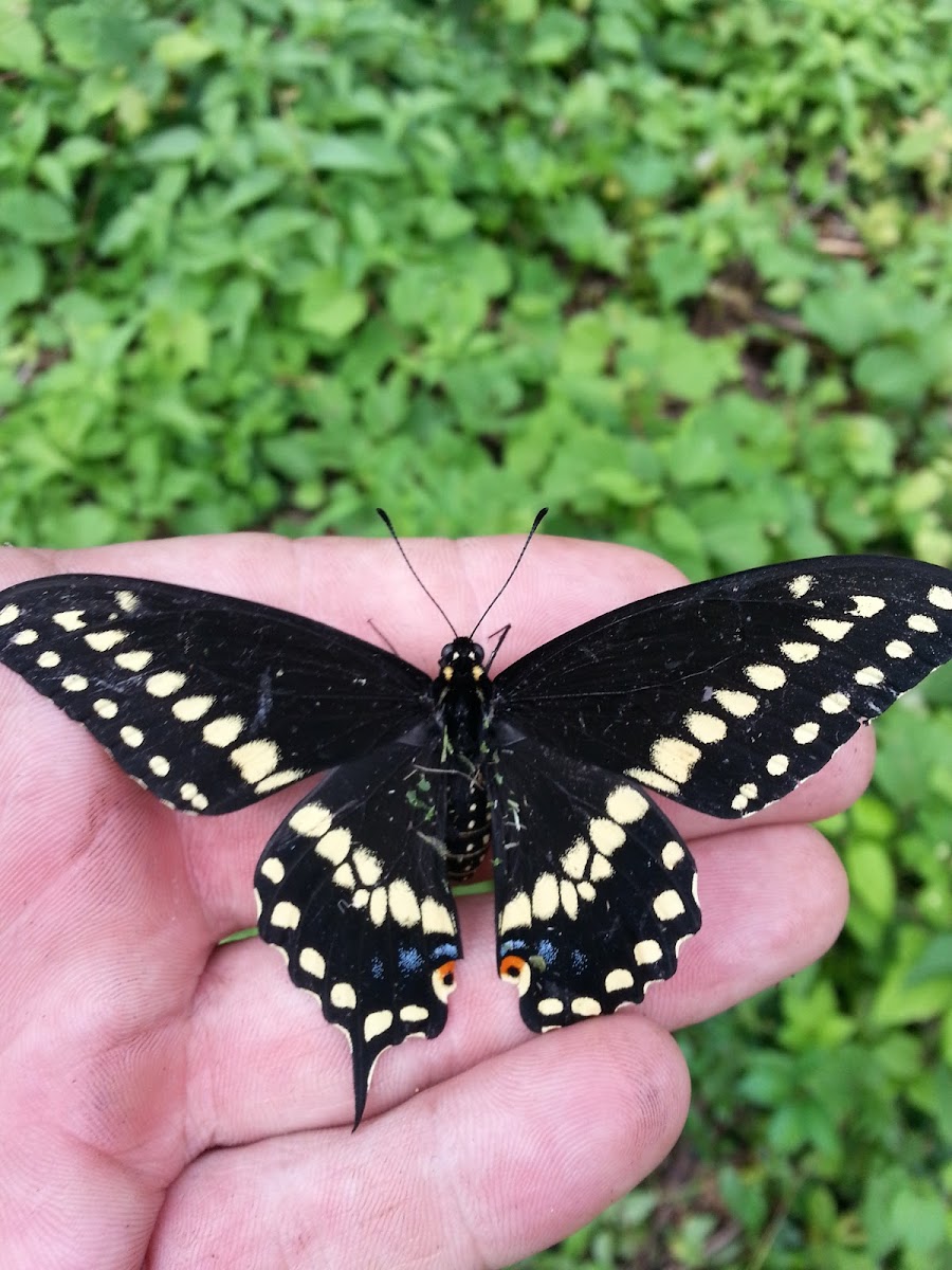 Eastern Black Swallowtail