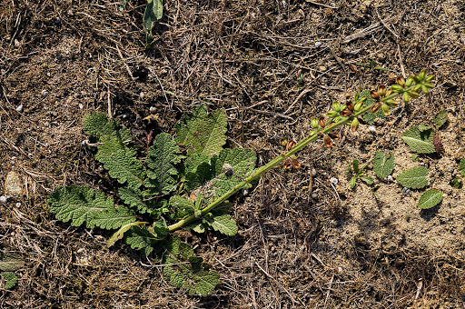 Salvia verbenaca