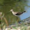 Lesser Yellowlegs