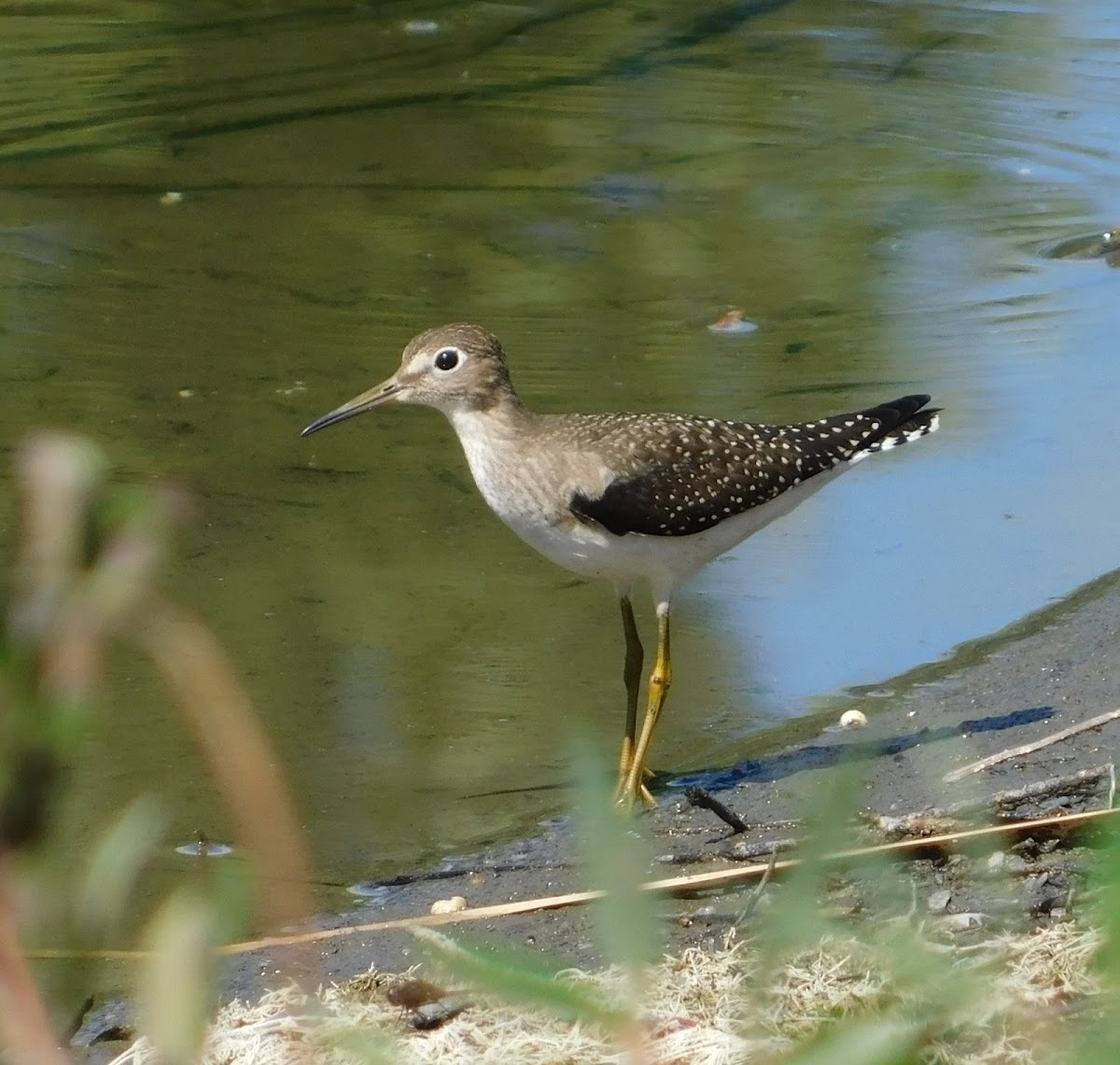 Lesser Yellowlegs