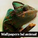 Download wallpaper hd animal For PC Windows and Mac 1.00