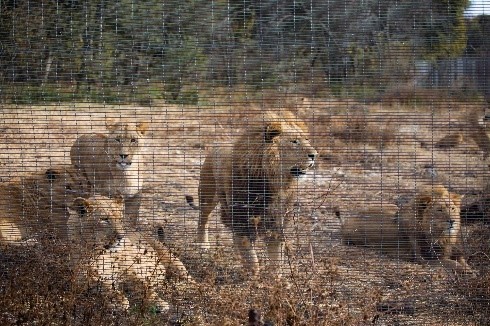 Welfare animal organisation Four Paws needs donations to relocate a pride of 10 lions from a breeding facility in Gauteng which will be closed because of the inadequate conditions.