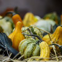 Non è autunno senza zucca di Gattaleo