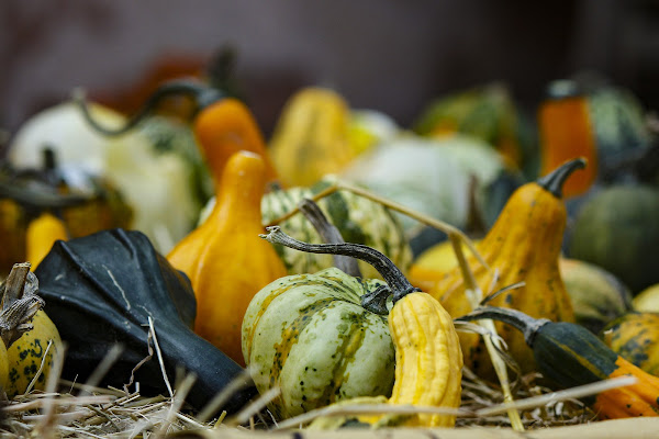 Non è autunno senza zucca di Gattaleo