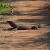 Bengal Monitor