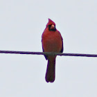 Northern Cardinal