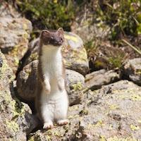 Ermellino  biodiversità alpina di 