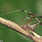 Cobweb Spider