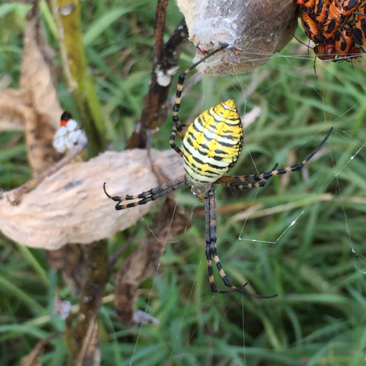 Banded Argiope