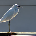 Snowy Egret