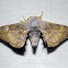 Bombycid Moth