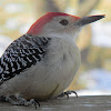 red-bellied woodpecker (male)