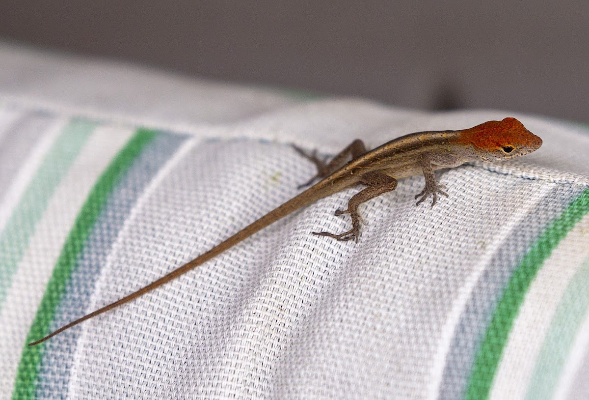 Red Headed Brown Anole